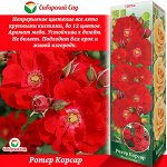 Роза Ротер Корсар (Шраб) 1шт (Сиб сад)