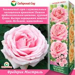 Роза Фредерик Мистраль (Чайно-гибридная) 1шт (Сиб сад)