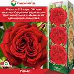 Роза Франсуа Рабле (Флорибунда) 1шт (Сиб сад)