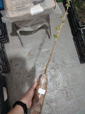 Смородина черная Пигмей, саженец