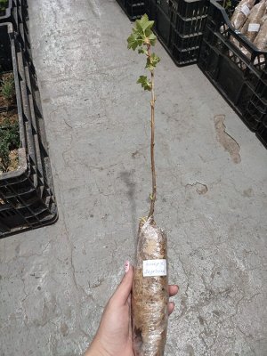 Смородина черная Экзотика, саженец