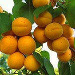 Абрикос Хабаровский