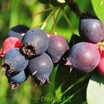 ИРГА КАНАДСКАЯ «КРАСНОЯРСКАЯ»