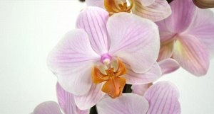 Орхидея цветущая, фаленопсис, 2 стебля.