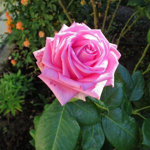 Роза Аква Сорт розы Аква относится к многолетним кустарникам, это результат симбиоза чайной и ремонтантной розы. Растение вырастает высотой от 80 до 100 сантиметров, шириной в 50-60 сантиметров. На ст