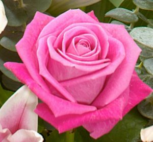 Роза Аква Сорт розы Аква относится к многолетним кустарникам, это результат симбиоза чайной и ремонтантной розы. Растение вырастает высотой от 80 до 100 сантиметров, шириной в 50-60 сантиметров. На ст