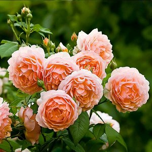 Роза Грейс Сорт розы парковой "Грейс" - этот сорт понравится ценителям утонченной роскоши, изящества, глубокого стиля. Среднерослый кустик высотою до 1,5 м, и в обхвате до 100 см. Цветет непрерывно по