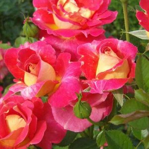Роза Декор Арлекин | Плетистые. Садовые розы с закрытой корневой системой