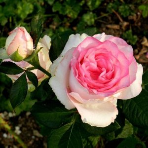 Роза Дольче Вита