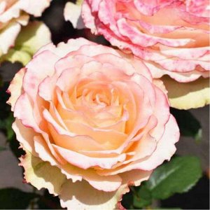 Роза Дуэт Роза Дуэт – необычайно красивый цветок с интересной, незаурядной окраской и оригинальной формой лепестков. Сорт относится к группе чайно-гибридных, отличается высокой продуктивностью, продол