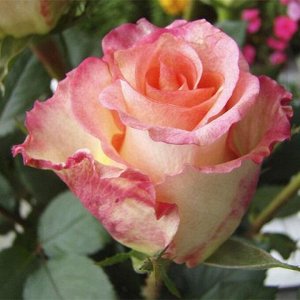 Роза Дуэт Роза Дуэт – необычайно красивый цветок с интересной, незаурядной окраской и оригинальной формой лепестков. Сорт относится к группе чайно-гибридных, отличается высокой продуктивностью, продол
