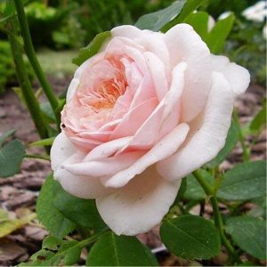 Роза Клер Цветы почти белые, имеют легкий кремовый оттенок, и распускаясь становятся все более светлыми. При этом бутоны и цветы крупные, махровые, с большим количеством лепестков. Куст может вырастат