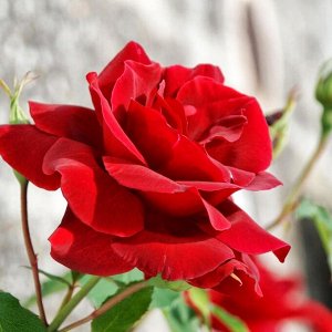 Роза Ред Вельвет