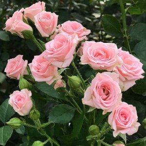 Роза Лидия Роза Лидия — цветок, который относится к типу спрей и группе флорибунда. Сорт был выведен селекционерами из Нидерландов в 1995 г. для продажи.
Сам по себе куст небольшой (до 60 см в высоту,