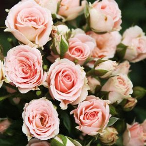 Роза Лидия Роза Лидия — цветок, который относится к типу спрей и группе флорибунда. Сорт был выведен селекционерами из Нидерландов в 1995 г. для продажи.
Сам по себе куст небольшой (до 60 см в высоту,