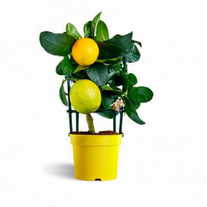 Лимон Лиза Диаметр 12
Высота 25

Пока без плодов, но с большими перспективами! 

Высокоурожайный сорт отличается высоким содержанием витаминов. Высота дерева не превышает 1,5 м. У него широкая крона, 