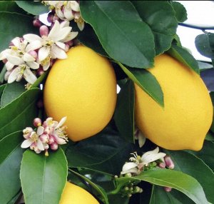 Лимон Лиза Диаметр 12
Высота 25

Пока без плодов, но с большими перспективами! 

Высокоурожайный сорт отличается высоким содержанием витаминов. Высота дерева не превышает 1,5 м. У него широкая крона, 