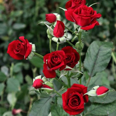 250 сортов роз с быстрой доставкой — Спрей
