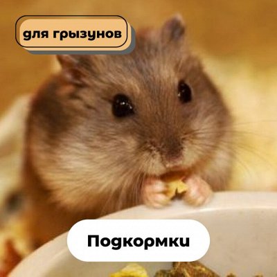 Подкормки для грызунов - 🐶Догхаус. Большая закупка зоотоваров ...