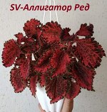 Колеус Аллигатор рэд