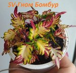 Колеус Гном Бомбур