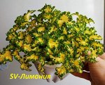 Колеус Лимония