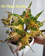 Колеус Перо Исиды