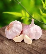 Чеснок российский для осенней посадки. Оплата 100%