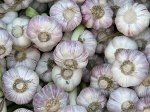 Чеснок озимый сорт Любаша