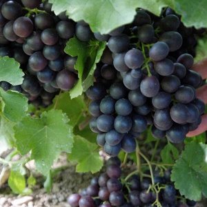 Виноград черный Альфа