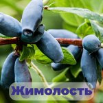 Жимолость 699 рублей