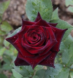 Роза Черный Принц
