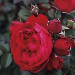 Роза Флорентина клаймбер