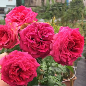 Роза Кейт Цветы красивы на всех стадиях — от длинных элегантных бутонов пурпурно-розового цвета с серебристым напылением до широко раскрытых розеток ( диаметром до 10 см ), со множеством пурпурно-розо
