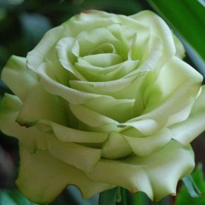 Роза Зеленый чай (Грин Ти)