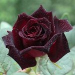 Роза Черный жемчуг