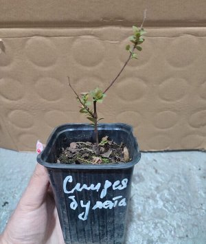 Спирея Булата, саженец