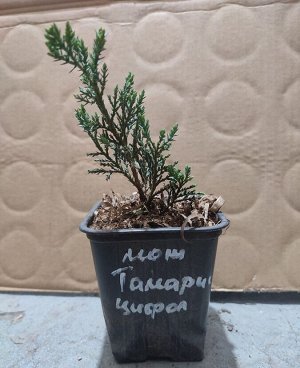 Саженцы Можжевельник тамарисцифолия р9