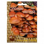 Мицелий грибов Опенок летний 12шт