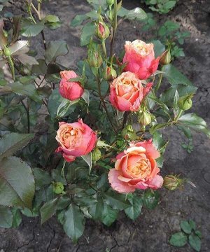 Роза Черри Бренди