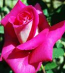 Леди Лайк Благородная роза экстра-класса. Исключительно крупные, элегантные цветки насыщенного розового и белого цвета, диаметром 12-14 см. Растение пряморослое, кустистое. Высота - 80-100 см.  Листья