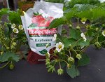 &quot;Вырастайка - Клубнийка, 1кг&quot;, комплексное удобрение