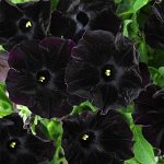Петуния Ray Black, укорененные черенки