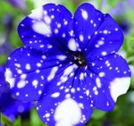Петуния Splash Dance Bolero Blue, укорененные черенки