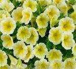 Петуния Ray Sunshine Impr., укорененные черенки