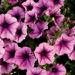 Петуния Chameletunia Purple, укорененные черенки