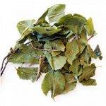 БОРОВАЯ МАТКА (ЛИСТ)