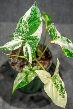 Syngonium podophyllum &#039;Variegata&#039;