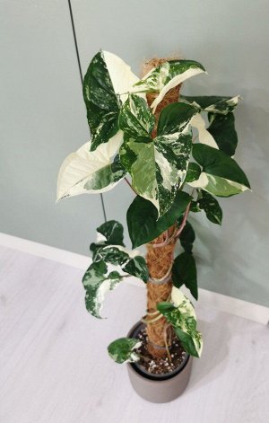 Syngonium podophyllum 'Variegata'