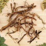 КОПЫТЕНЬ ЕВРОПЕЙСКИЙ (КОРЕНЬ)